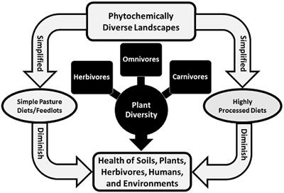 Is Grassfed Meat and Dairy Better for Human and Environmental Health?